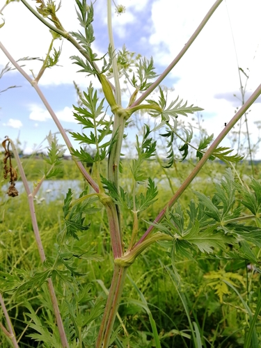 Moon Carrot