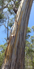 Eucalyptus pulchella
