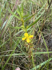 Ludwigia linifolia image