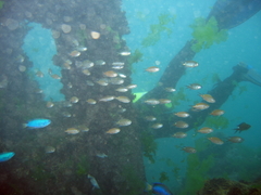 Chromis fumea
