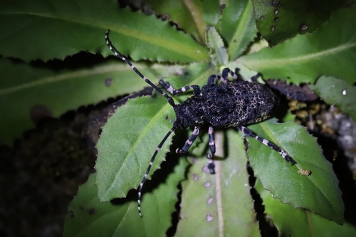Oak Longicorn Beetle