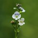 Thyme-leaved Speedwell - Photo (c) cincyjeff, some rights reserved (CC BY-NC)