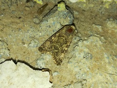 Anarta trifolii