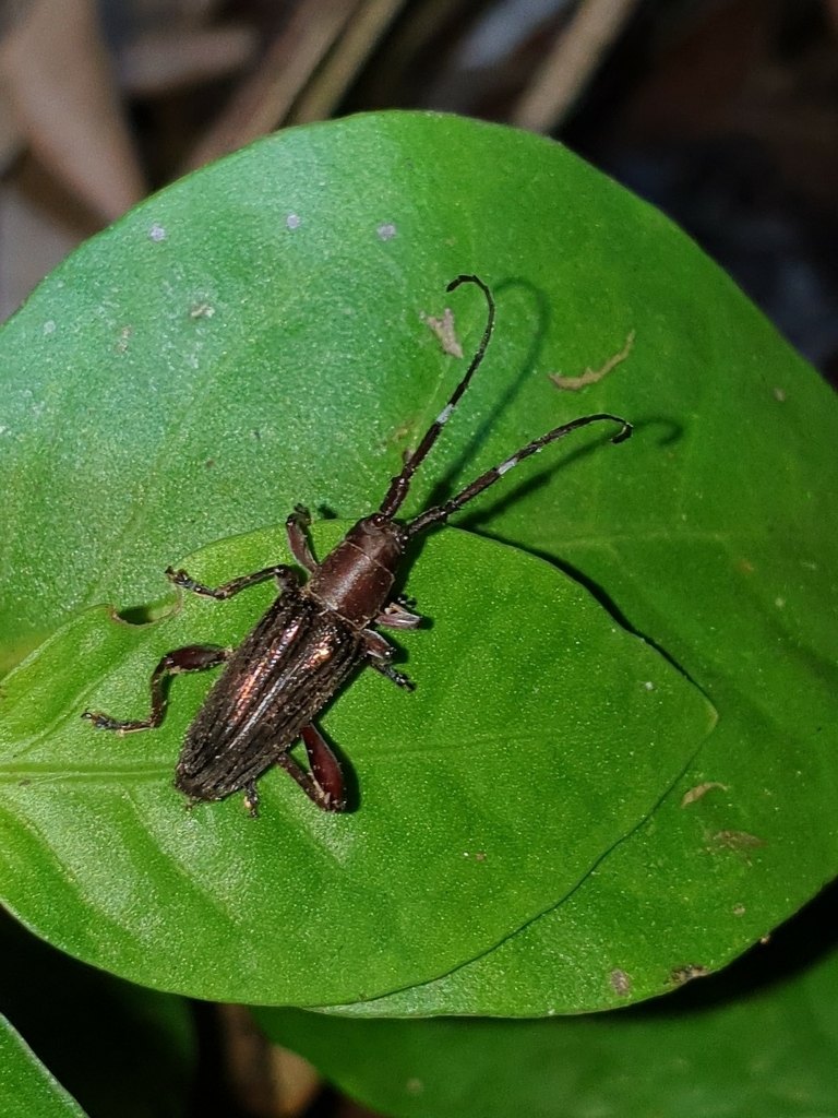 Calliini
