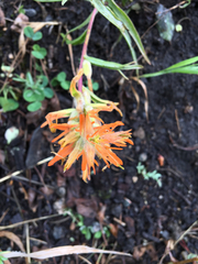 Castilleja linariifolia
