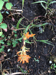 Castilleja linariifolia
