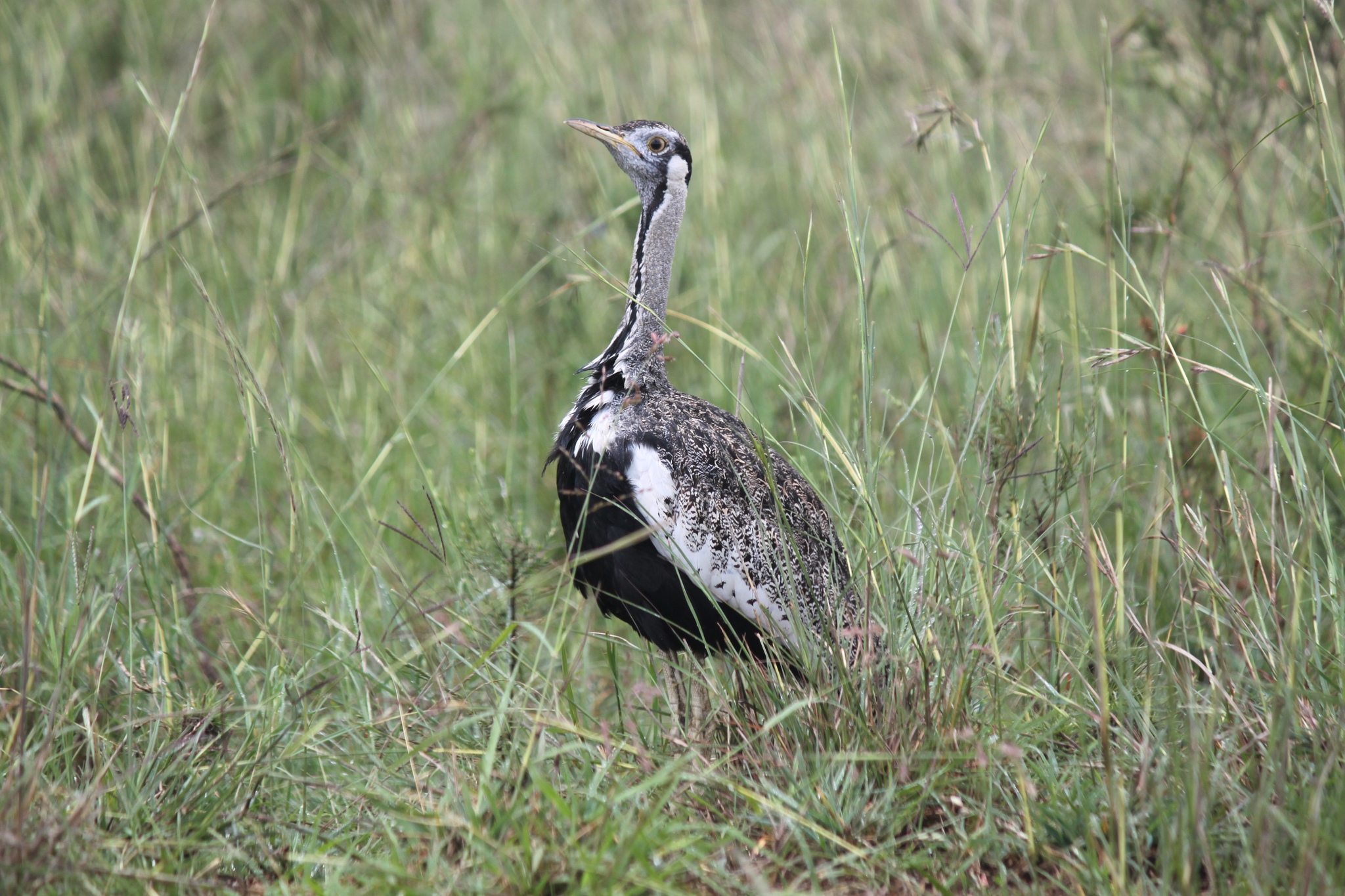 Hartlaub's Bustard illustration