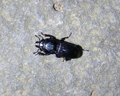 Figulus binodulus