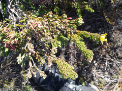 Euryops pinnatipartitus