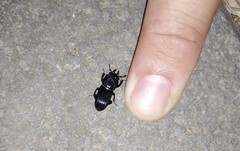 Figulus binodulus