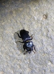 Figulus binodulus