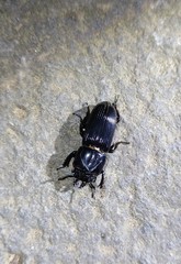 Figulus binodulus