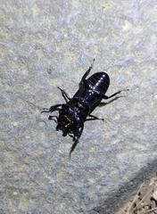 Figulus binodulus