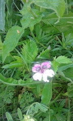 Erodium glandulosum