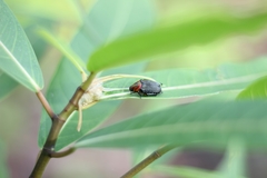 Strigoderma sulcipennis