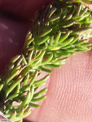 Euryops pinnatipartitus