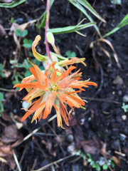Castilleja linariifolia