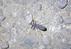 Oncocephalus breviscutum