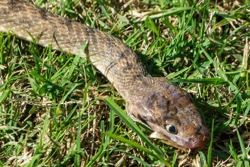 Brown Tree Snake sighting