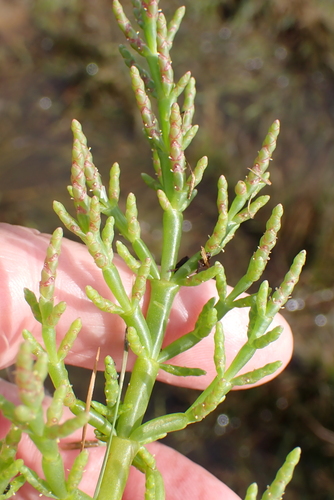 Image of Salicornia europaea by no rights reserved