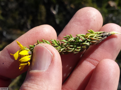 Euryops pinnatipartitus