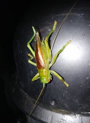 Eugryllacris cylindrigera