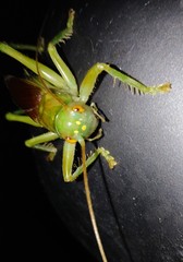 Eugryllacris cylindrigera