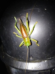 Eugryllacris cylindrigera