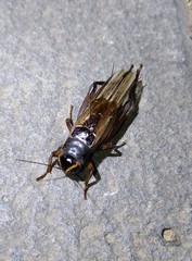 Teleogryllus occipitalis