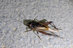 Teleogryllus occipitalis