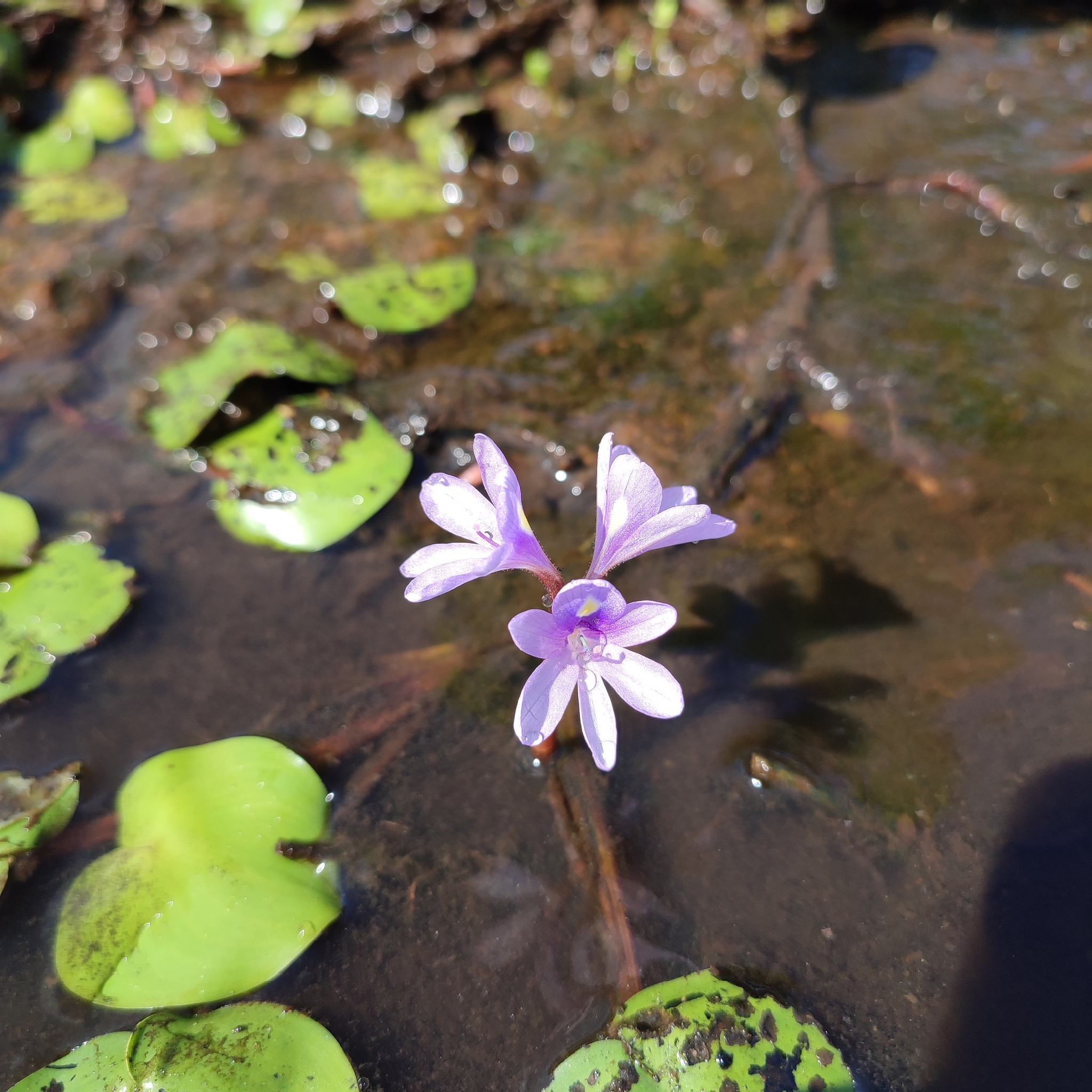 Pontederia diversifolia