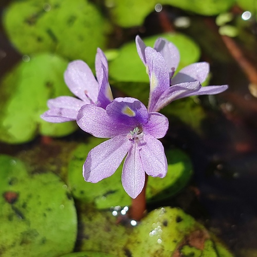Pontederia diversifolia