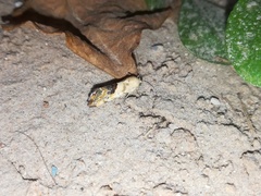 Ponometia candefacta