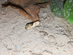 Ponometia candefacta