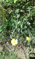 Cistus lasianthus alyssoides