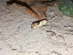 Ponometia candefacta