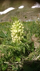 Pedicularis foliosa