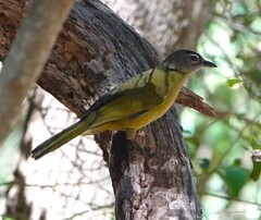 Stripe-Cheeked Greenbul photo 2