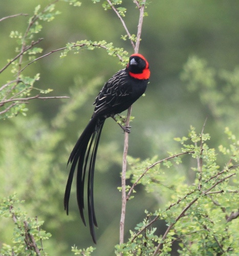 Red-cowled Widowbird (Euplectes laticauda), photo 2