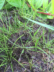 Eleocharis flavescens