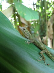 Carpenter Anole photo 2