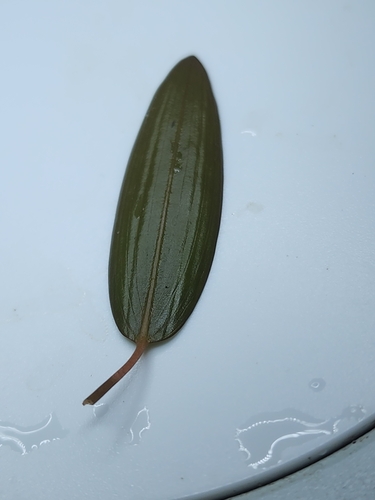 Image of Potamogeton oakesianus by (c) Norma Malinowski, some rights reserved (CC BY)