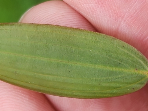 Image of Potamogeton oakesianus by (c) Norma Malinowski, some rights reserved (CC BY)