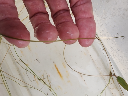 Image of Potamogeton oakesianus by (c) Norma Malinowski, some rights reserved (CC BY)