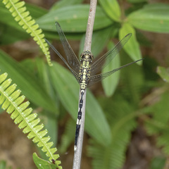 Orthetrum sabina