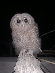Strix