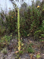 Platanthera michaelii