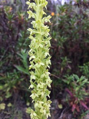 Platanthera michaelii