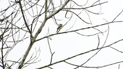 Tyrannus melancholicus
