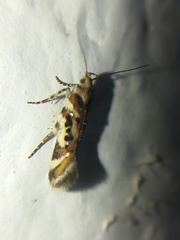 Aristotelia elegantella